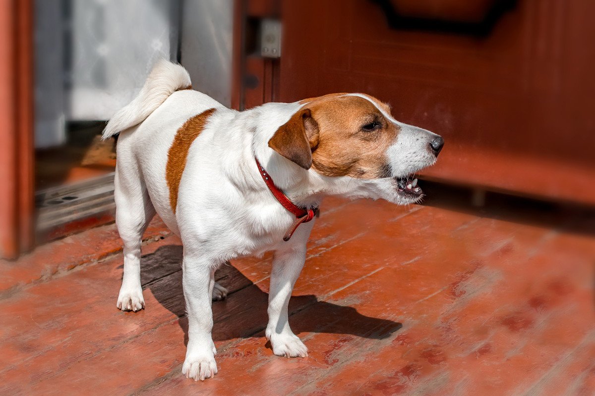 犬が『吠え続ける』心理3つ　無駄吠えしてしまう理由や静かにさせる方法とは