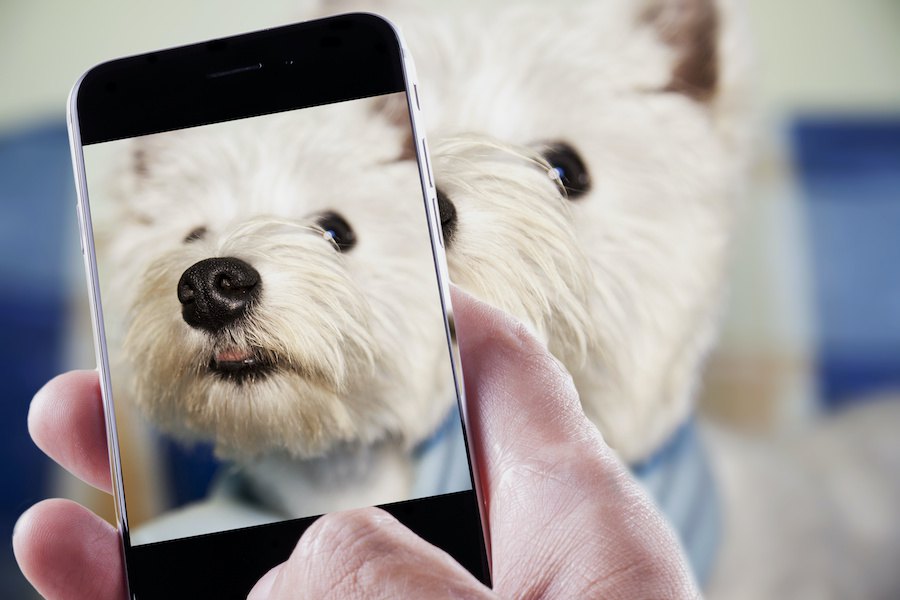 犬がスマホのカメラから目をそむける理由４つ