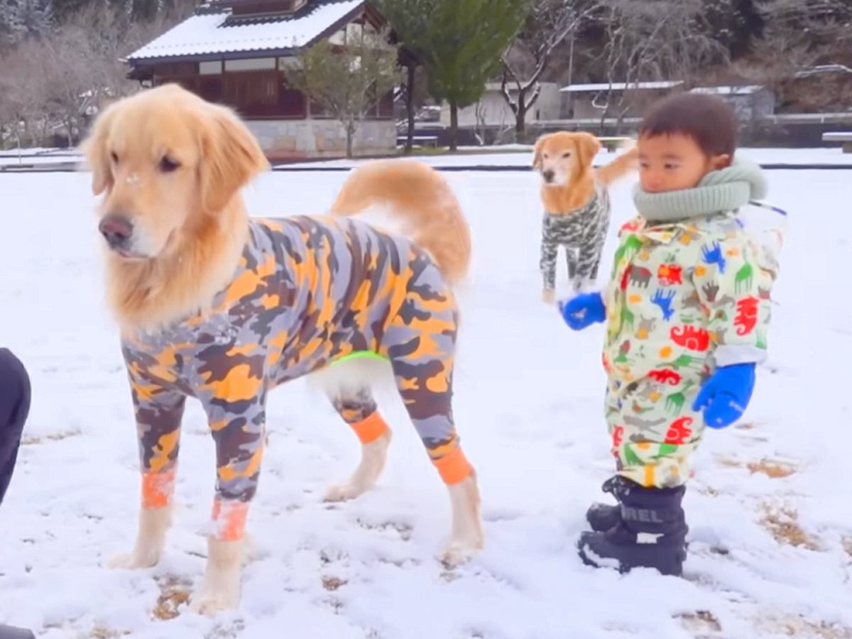 2センチの雪が積もったら、小さな男の子と大型犬たちが…想像以上に『大はしゃぎする光景』が8万再生「見てて幸せ」「可愛いにもほどがある」