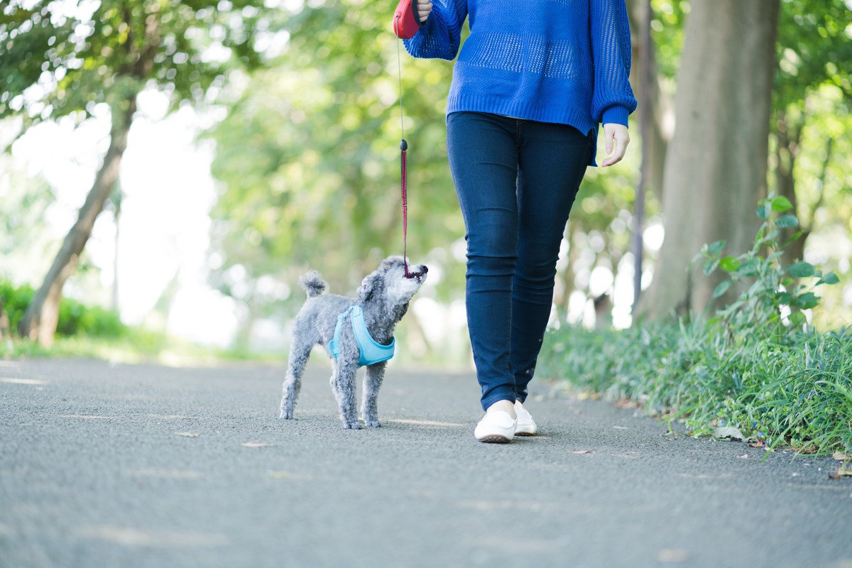犬が散歩ではしゃいでしまう理由とは？愛犬を興奮させないための対策まで