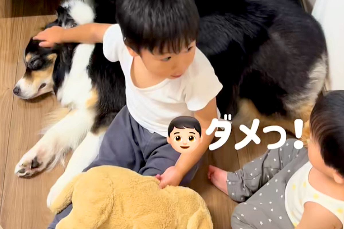 『ダメッ！！』犬を撫でていた男の子が、突然弟に怒って…あまりにも尊い『理由』に反響「なんて優しいお兄ちゃん」「いい子」「大事だもんね」