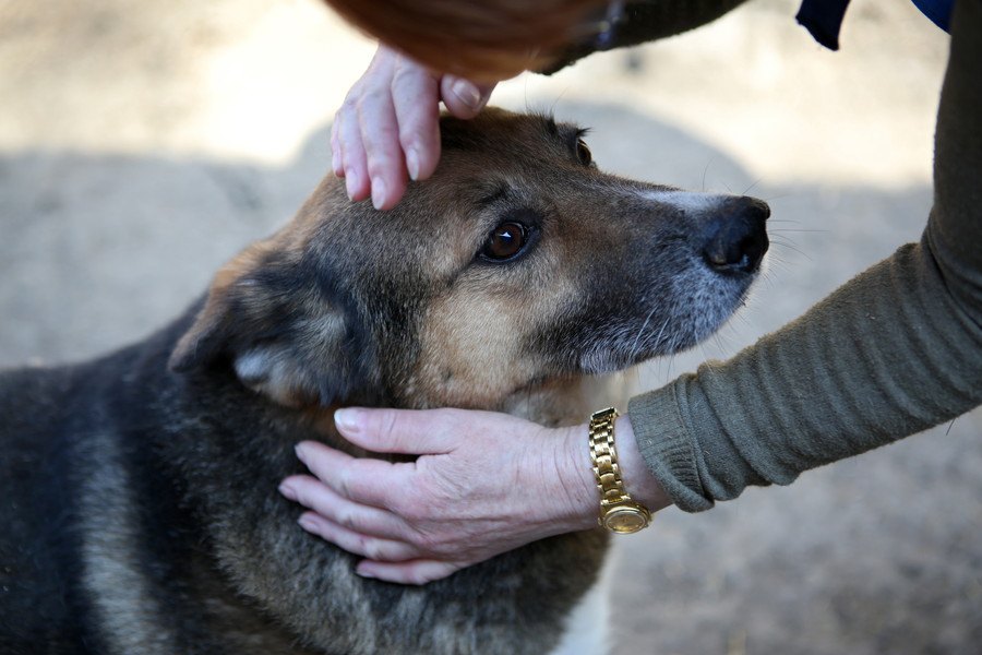 犬の飼育放棄　実際に目撃したケースと保護するための方法