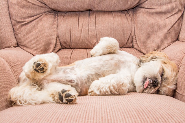 犬は「体型」によって行動や性格が異なる？