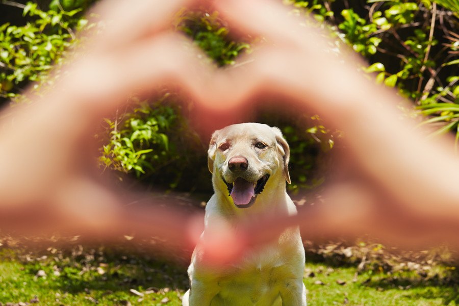 愛の言葉にドキドキする？犬と人間の相思相愛ぶりを示すリサーチ結果