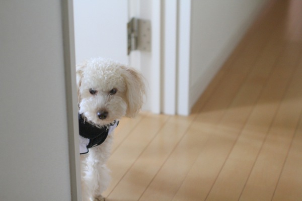 犬と梅雨の時期にお家で！室内での遊び方