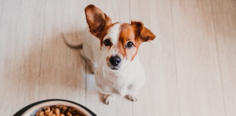 犬が『ご飯の要求』をしている時にするべきではないNG行為３選