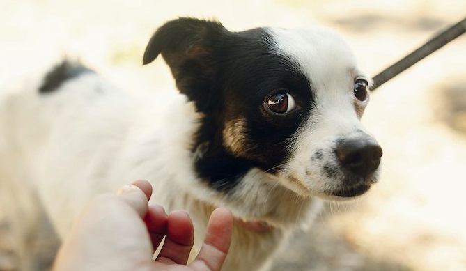 犬に体罰を絶対にしてはいけない理由４選