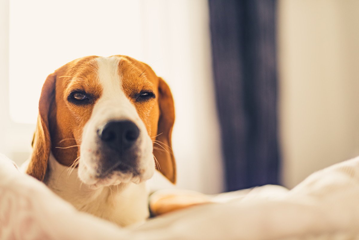 犬が寝ぼけている時にみせるかわいい行動5つ　思わず笑ってしまうその仕草とは？