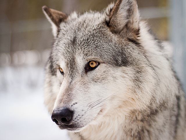 オオカミが犬になったとき 犬の起源を探ることの難しさ