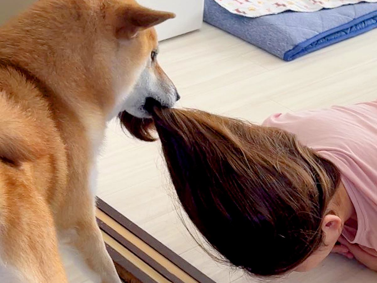 ヘアゴムを付けたら、犬が…まさかの『ホラー映画のような惨劇』に爆笑が止まらないと335万表示「どういう状況？？ｗ」「徹底してて笑った」