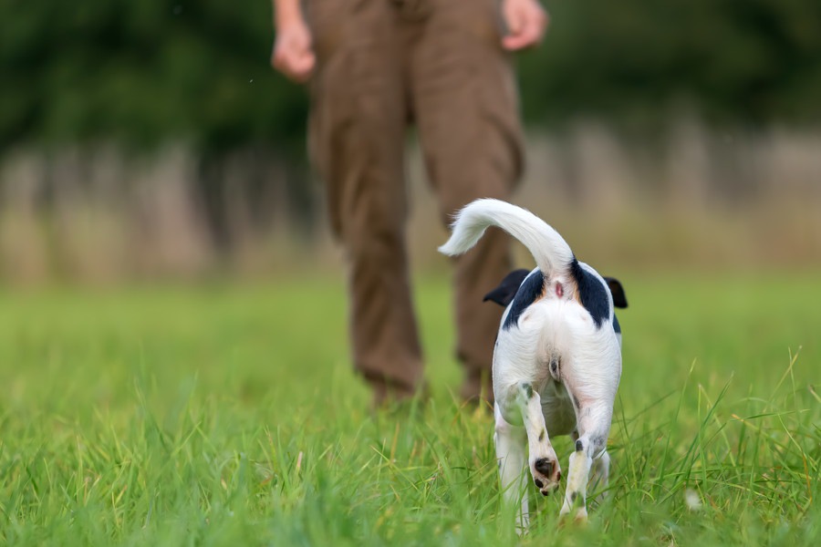 犬に「オイデ」を教えるしつけ方！呼び戻しを覚えさせよう