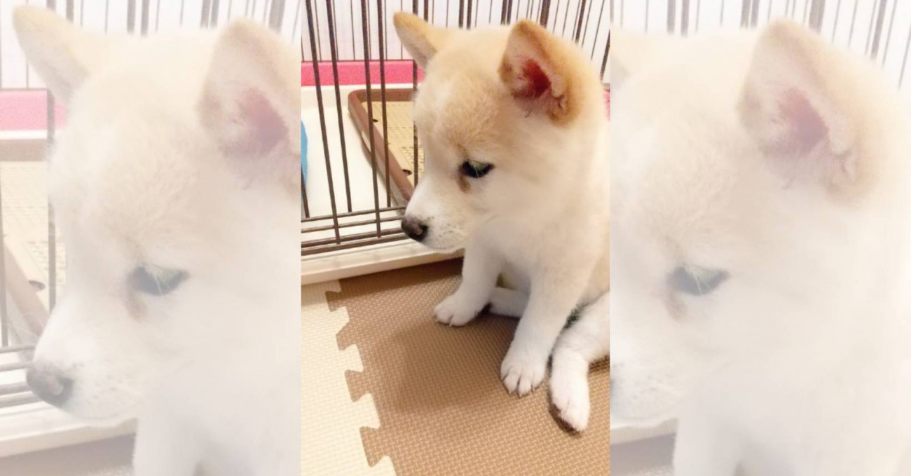 カジカジして「ごめんなちゃい」豆柴パピーの反則ワザ♡