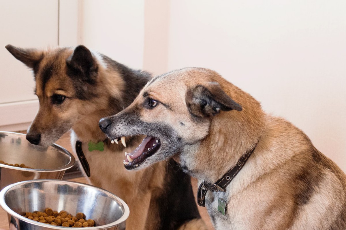 食べ物があると愛犬が豹変する…それ『フードアグレッシブ』かも！原因から紐解く4つの対策方法