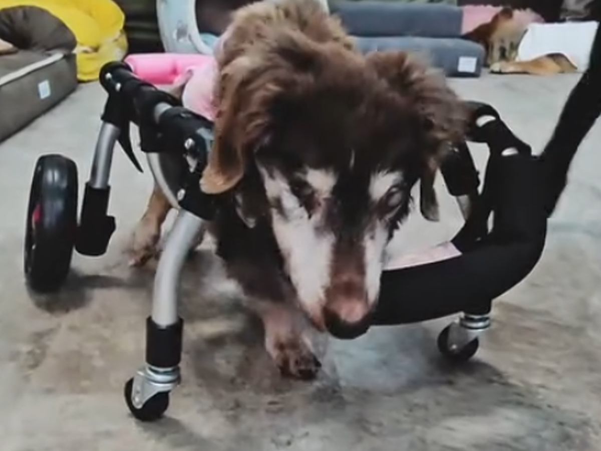 目が見えない車椅子のおばあちゃん犬→ぶつかってしまうかと思いきや…予想外の光景が3万再生「感覚が研ぎ澄まされてる」「凄すぎ」と称賛