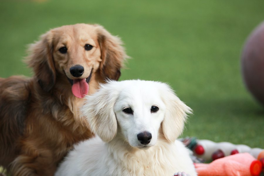 犬の被毛の色を決める遺伝的要素が特定された！