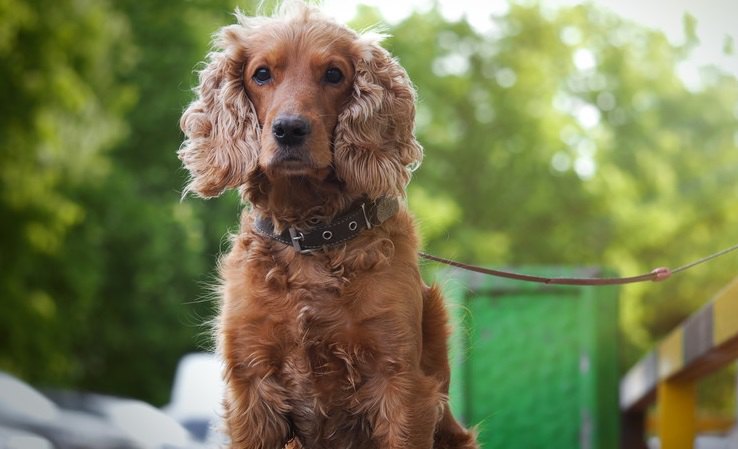 犬を飼ってる人が必ず知っておくべき『犬に関する事件』２選