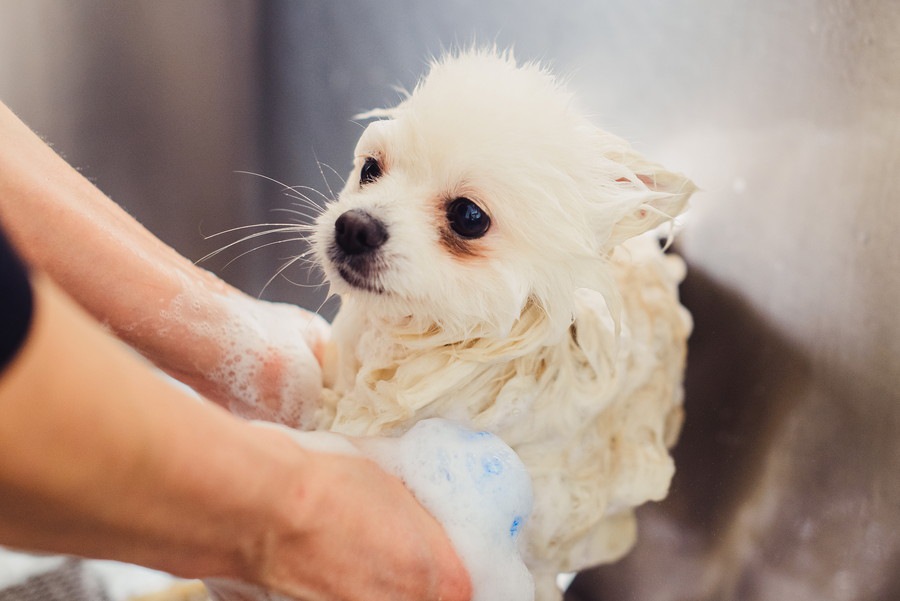 部屋が犬臭い！原因と対策