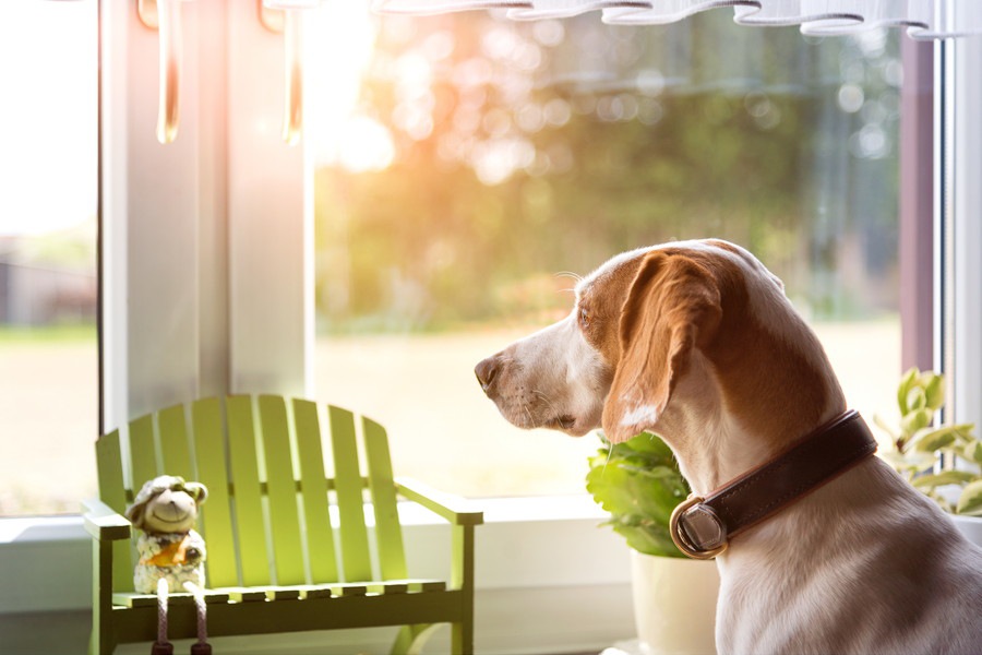 甘え上手な犬と甘え下手な犬･･･この違いって何？