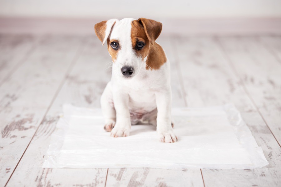 犬のトイレシーツを交換するタイミングとは？