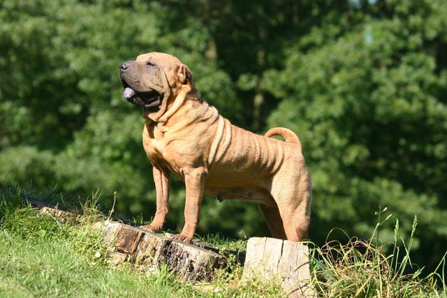 シャーペイの性格と特徴、値段や飼い方について