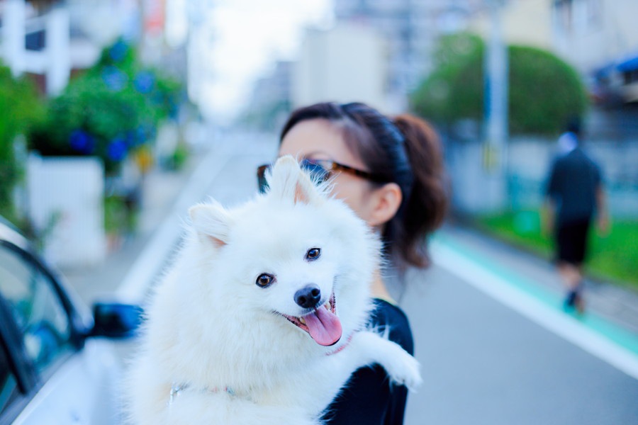 「他の犬」を可愛がると愛犬は嫉妬するのか？