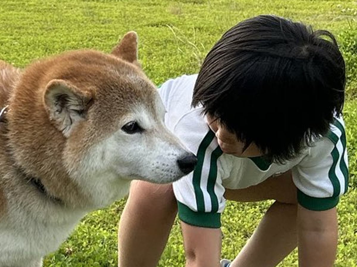 散歩中に用を足そうとした柴犬→女の子が近寄って…面白可愛い『まさかの光景』が42万表示「煽り散らかしてて草」「予想より近かったｗｗ」