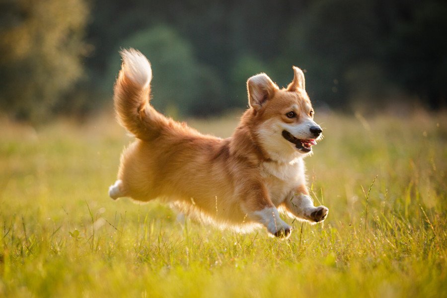 犬が嬉しそうな笑顔をみせる心理5つ　ポジティブな意味とは限らない？意外な理由をご紹介