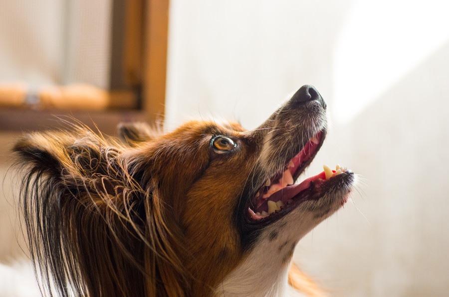 犬が飼い主を下に見ているときにする行動５つ