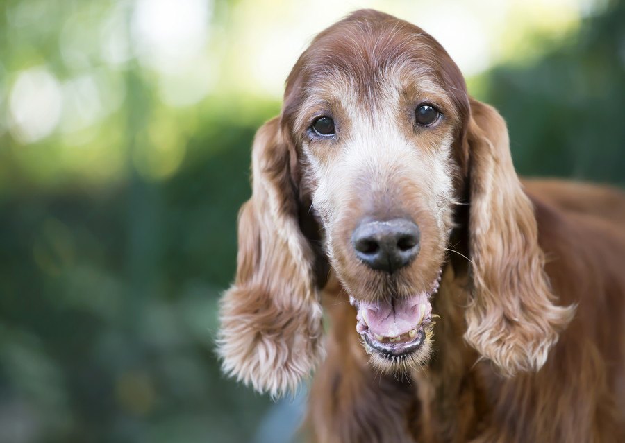 犬の腸内細菌は記憶能力にも関連しているという研究結果