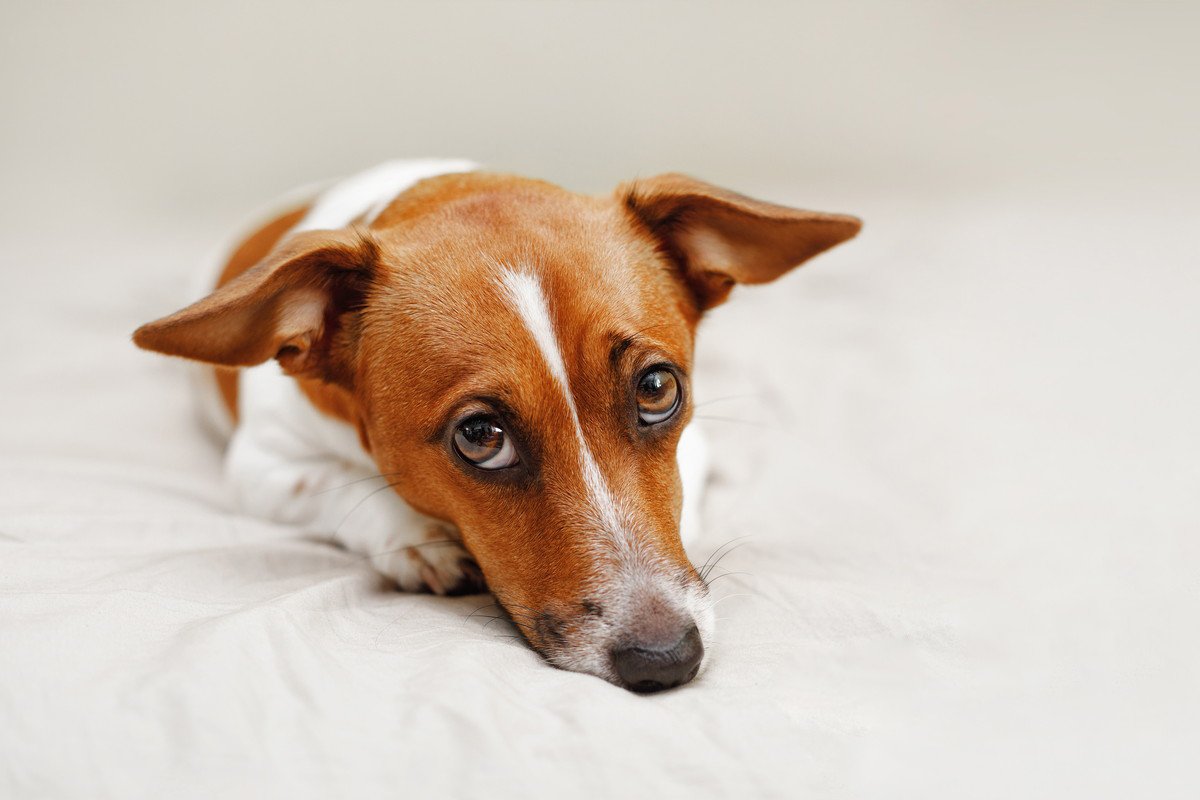 犬が飼い主の様子を気にしている時のサイン4選！何気ない"あの行動"は愛犬からの気遣いかも？