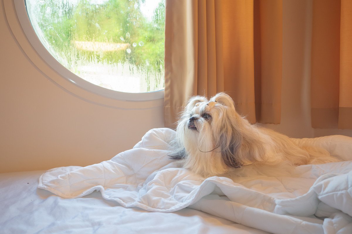 犬はペットホテルで過ごすとき、どんなストレスがかかる？預け先の選び方から不安を軽減するための対策まで