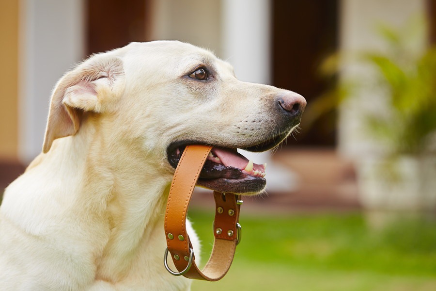 犬の首輪っていつもつけていたほうがいいの？