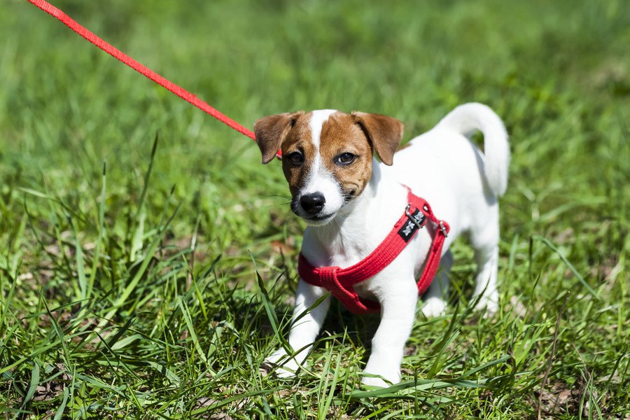 小型犬のハーネスの選び方とおすすめ商品とは！選び方とその注意点