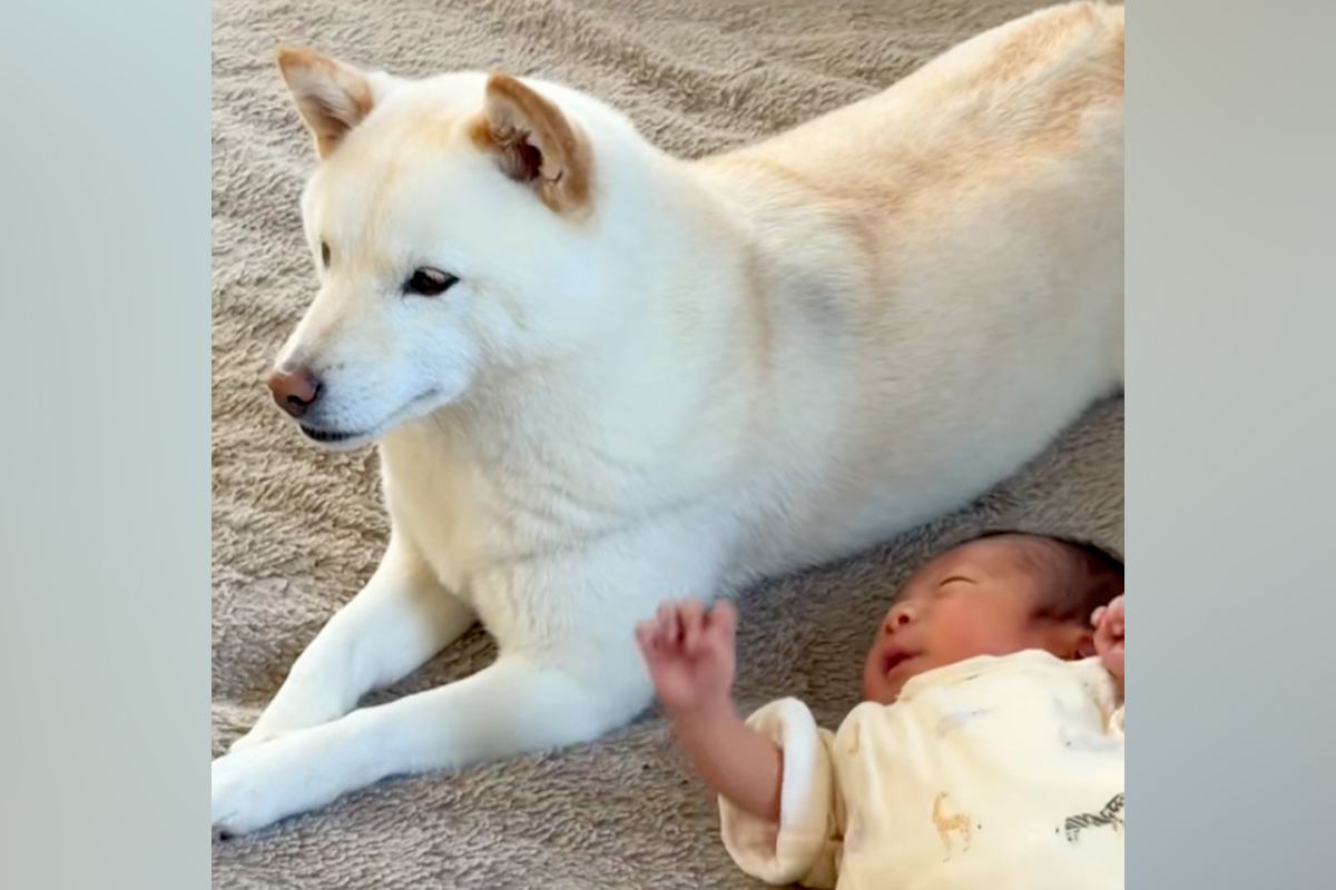 犬が初めて『赤ちゃん』と出会った結果→仲良くなれるか心配していたら…予想を裏切る『尊い様子』が12万再生「可愛いふたり」「背中ピトッ」