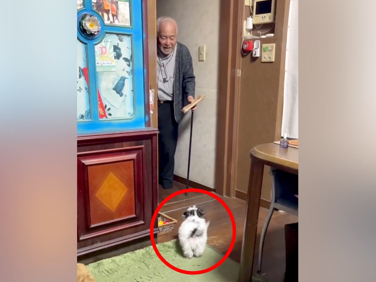 旅行から帰ってきたおじいちゃんに『子犬が家にいるサプライズ』をした結果…「声可愛すぎｗ」「相性100％」和やかで尊い光景が104万再生