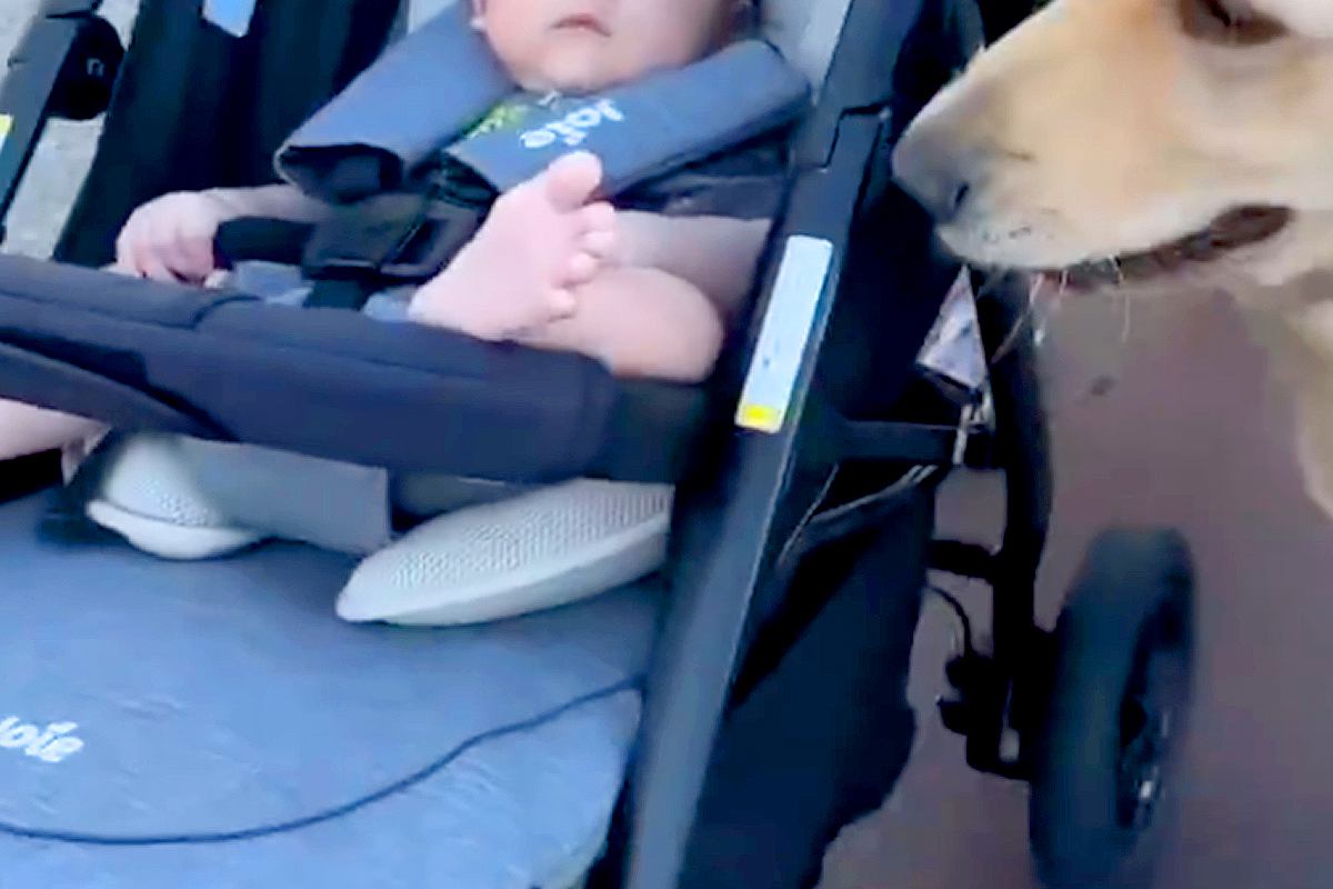 赤ちゃんが『2匹の大型犬と一緒に散歩をした』結果→ベビーカーのそばを離れずに…あまりに尊い光景が19万再生「心強いSP」「いいお兄さん」