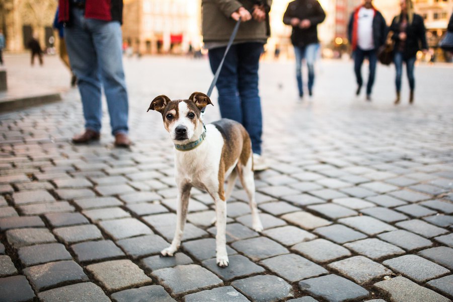 犬のお散歩中のトラブルを回避する方法５つ