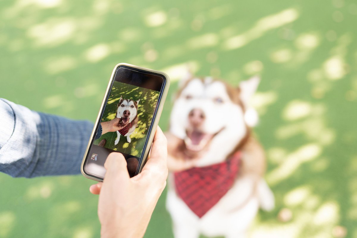 犬を撮ると目が光って写るのはなぜ？3つの理由から写真撮影のテクニックまでご紹介