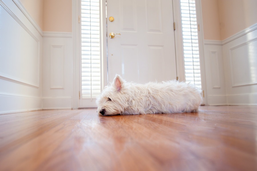 犬は共働きでも飼える？やっておきたい4つの対策