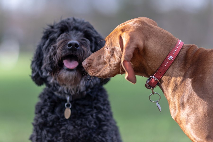 他人の犬に絶対してはいけないNG行為３つ