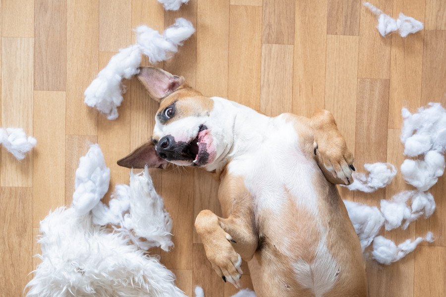 あなたの愛犬も…？犬が狙っているもの４つ