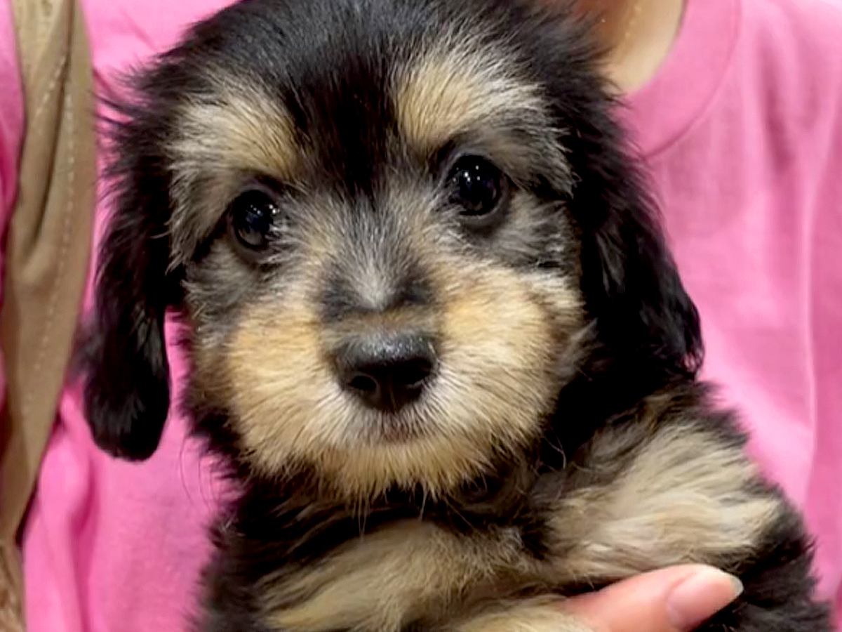 『ブラックタンの赤ちゃん犬』をお迎え→数年後…もはや別犬種な『まさかのビフォーアフター』に「こんなに変わるんだ」「うちも全く同じ」の声
