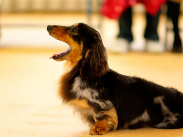 愛犬がうろうろ落ち着かない…もしかしたらストレスを訴えているかも