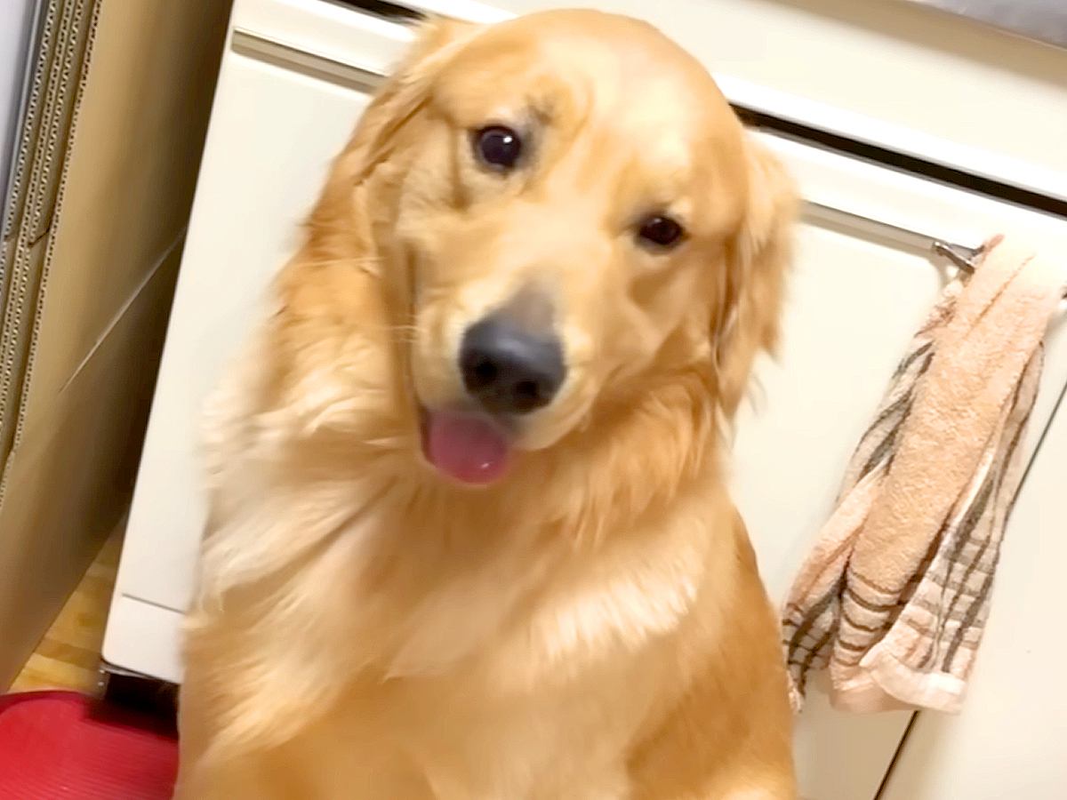 お父さんが『お手』と言うと神対応をする大型犬→お母さんが試した結果…差がありすぎる『態度の違い』が431万再生「感情出し過ぎで草」