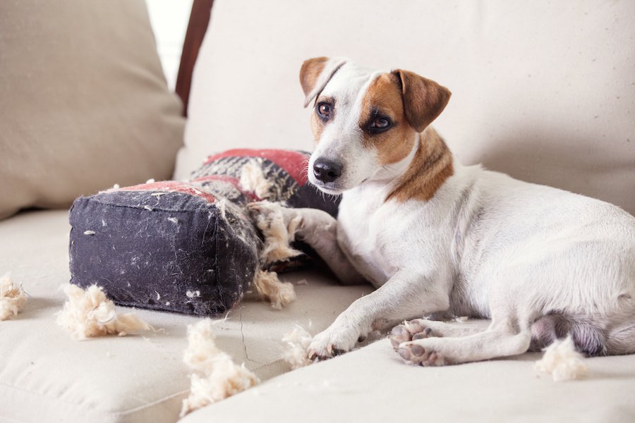 犬を室内で飼うと部屋がボロボロになる理由と対策