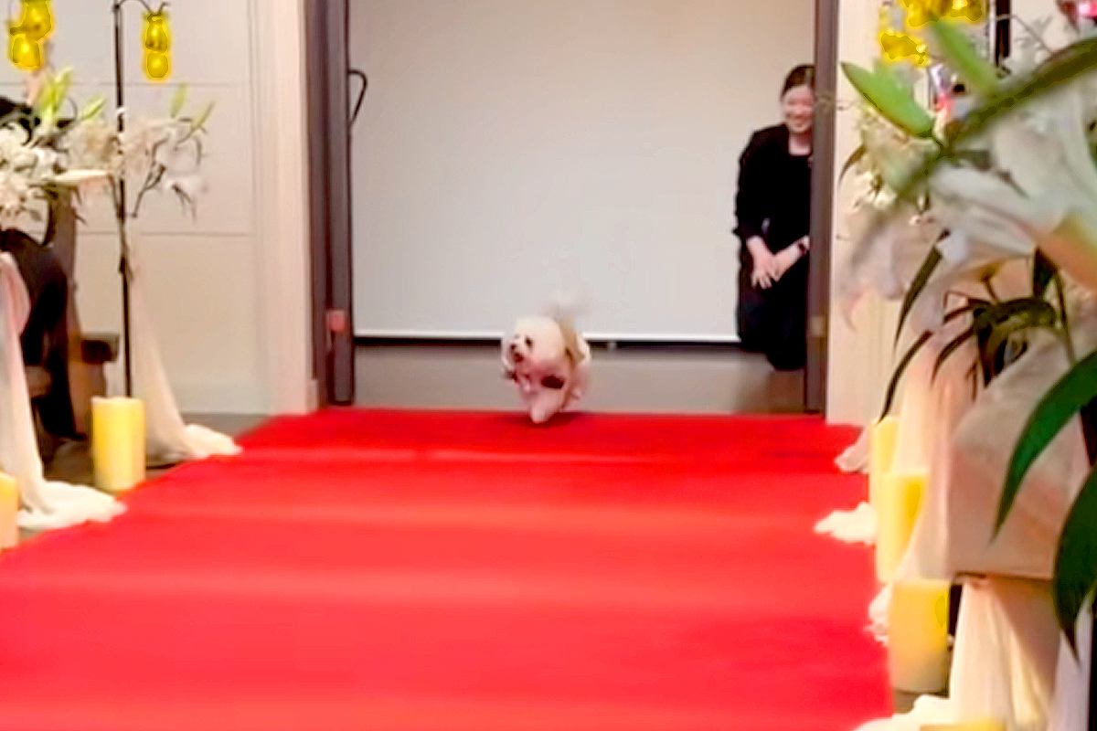 犬が結婚式で『リングドッグ』をした結果→指輪を届けるだけかと思いきや…『最高のおもてなし』に絶賛「可愛くてニヤける」「素敵」と26万再生