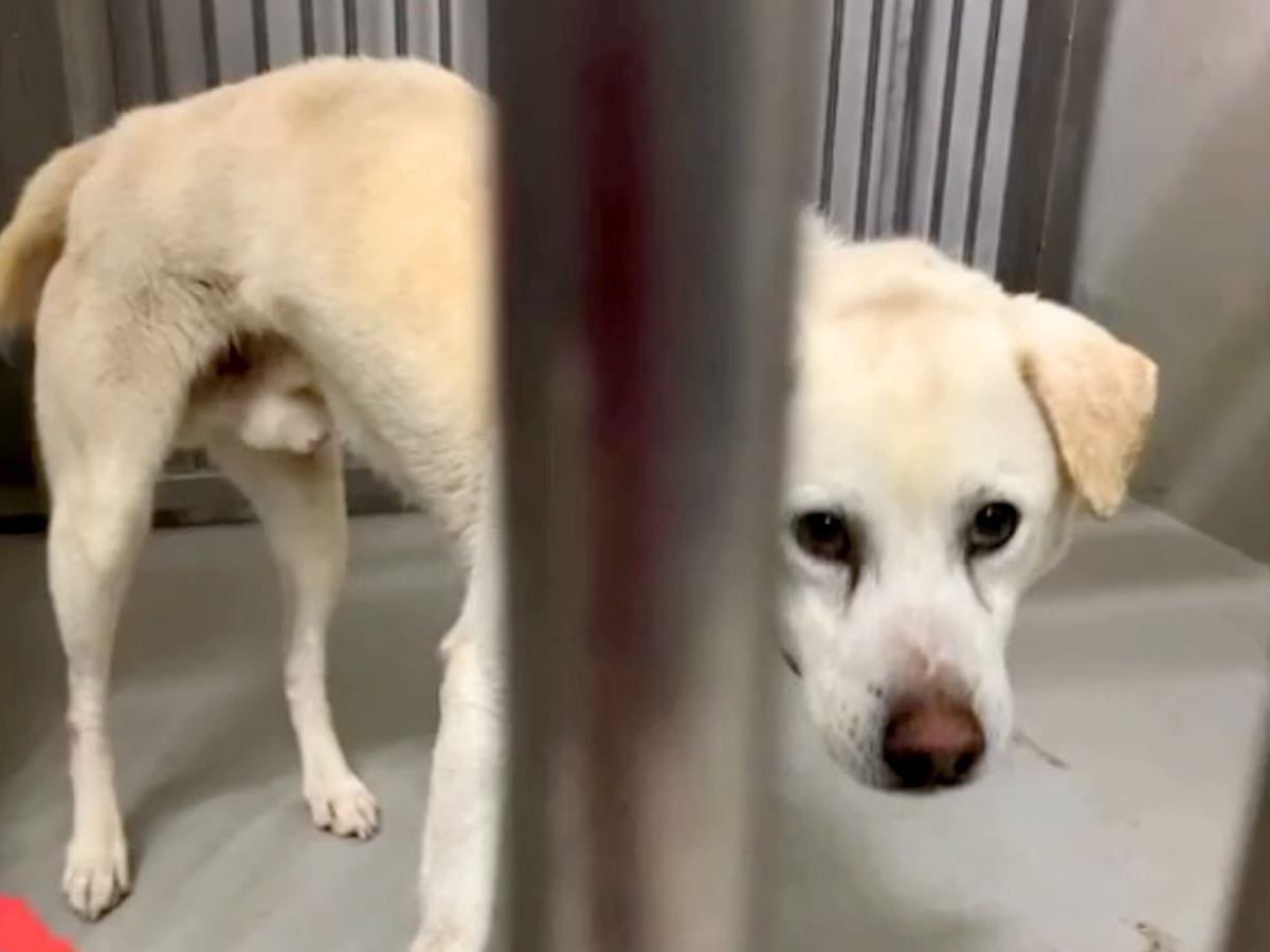 約10年も一緒にいたのに、家族に捨てられた大型の老犬→『亡くなった犬にそっくりだ』と連絡があり…素敵すぎる『涙あふれる物語』に反響
