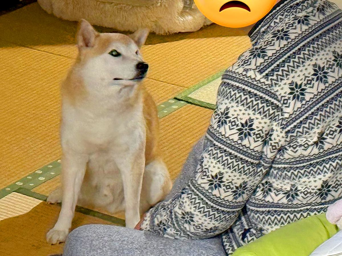 ちょっとイライラしていたら、お父さんと犬が…まさかの『男同士で団結する光景』に5万いいね「何かした？って言ってそう」「怖かったのかなｗ」