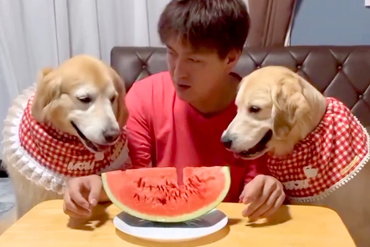 スイカを目の前にした『2匹の大型犬と男性』→何をするのかと思ったら…まさかの『可愛すぎる食べ方』に反響「夢すぎる」「上手に食べてる」