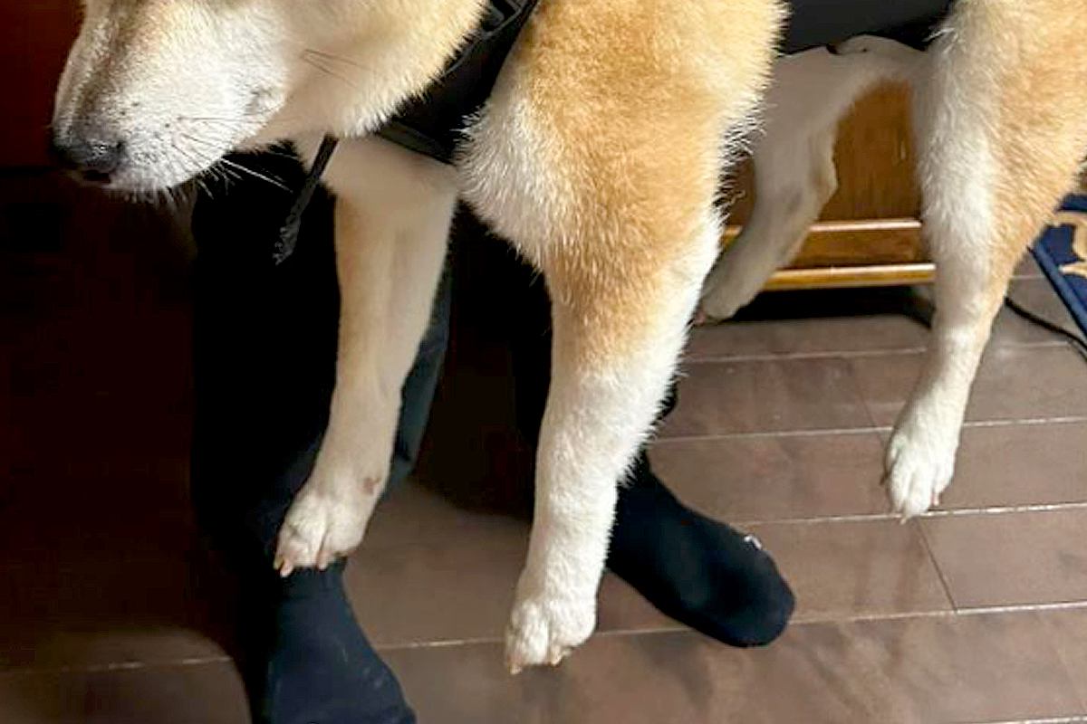 非常時のために『犬を背中に担げるグッズ』を導入→試しに使ってみたら…哀愁漂う『感情を失った表情』に反響「無って感じで草」「最高ｗｗ」